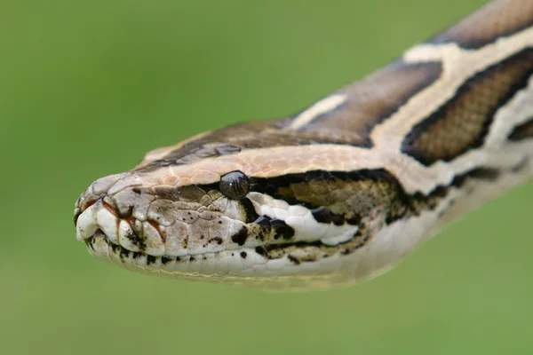 Serpent python birman — Photo