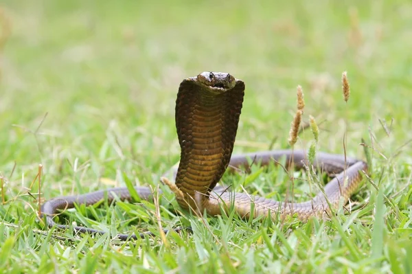 海角眼镜蛇蛇 — 图库照片