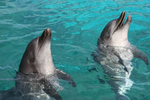 Golfinhos-de-garrafa — Fotografia de Stock