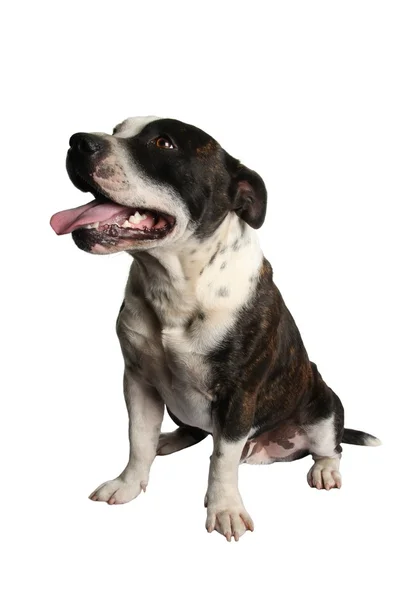 Staffie hond portret — Stockfoto