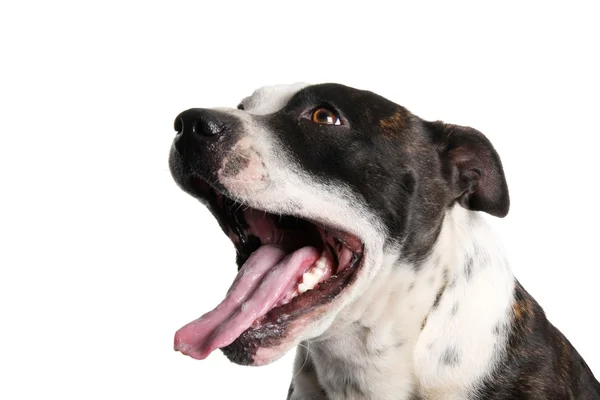 Staffie kutya portré — Stock Fotó