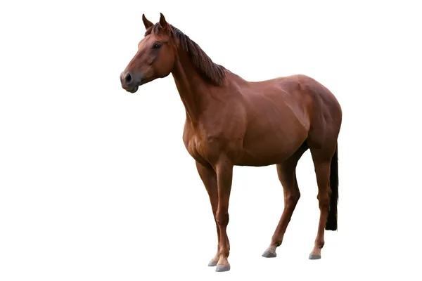 Braunes Pferd isoliert auf weiß Stockfoto