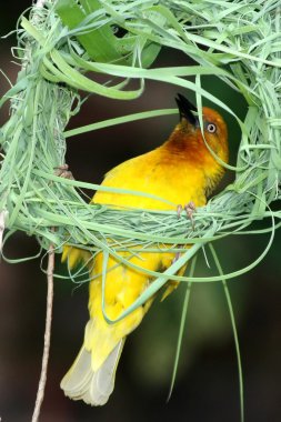 Nest Building Weaver clipart