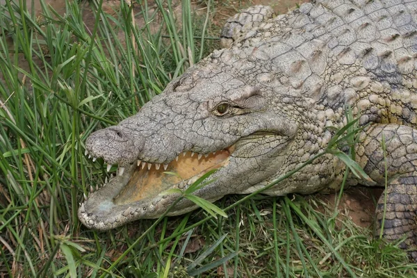Krokodýlí zuby — Stock fotografie