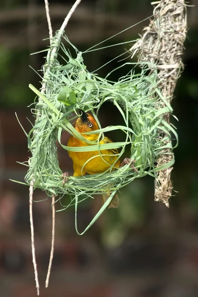 stock image Weaver Building Nest