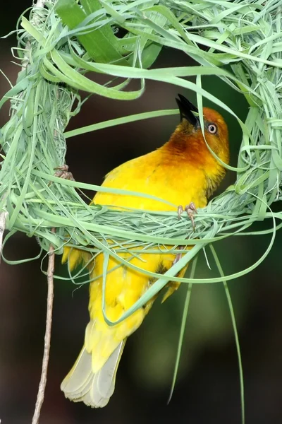 Nest Building Weaver — Stock Photo, Image