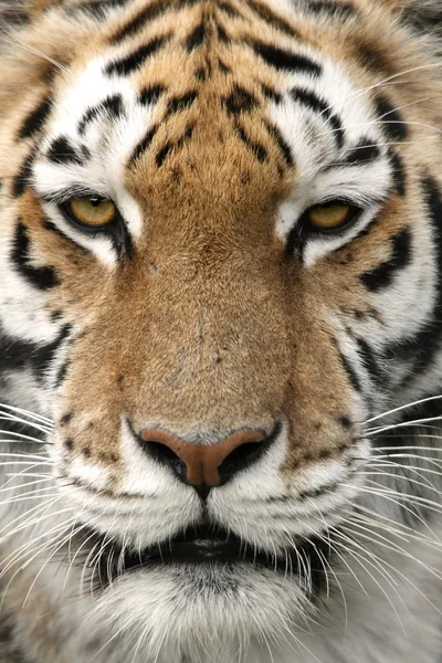 Красивый тигр — стоковое фото