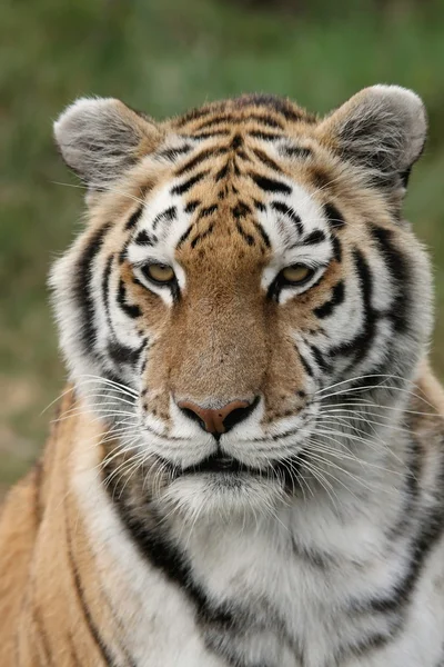 Tiger porträtt — Stockfoto