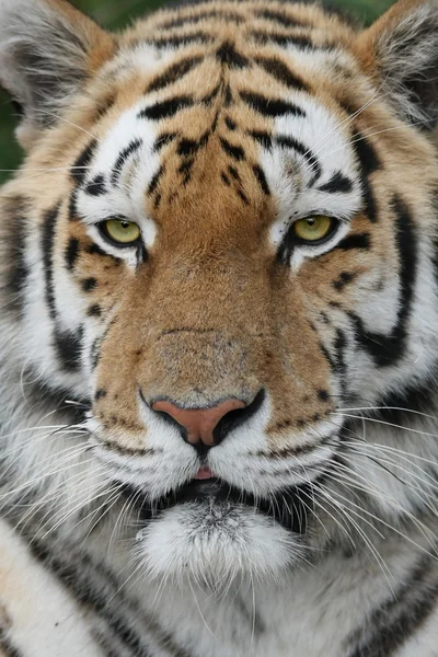 Tigre maestosa — Foto Stock