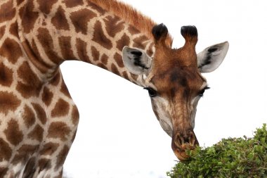 Giraffe Eating clipart