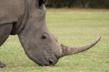 White Rhinocerous Portrait clipart