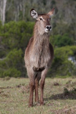 waterbuck erkek