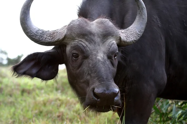 Кабо-Буффало корова — стокове фото