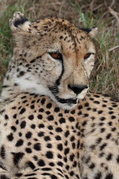 Cheetah vahşi kedi — Stok fotoğraf