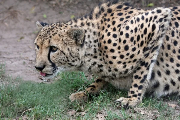 Agachamento Cheetah — Fotografia de Stock