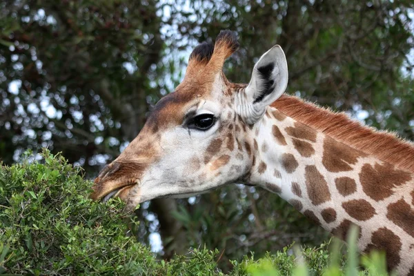 Giraffe їдять листя — стокове фото