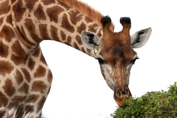 Comer jirafa —  Fotos de Stock