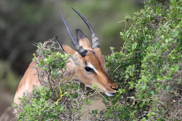 Кормление антилопы Импалы — стоковое фото