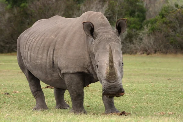 Белый носорог — стоковое фото