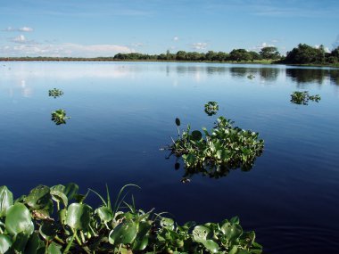 Pantanal Lake clipart