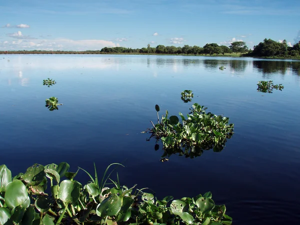 Lago Pantanal — Foto de Stock