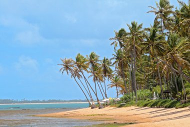 Deserted Beach in Brazil clipart