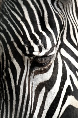 Zebra yakın çekim