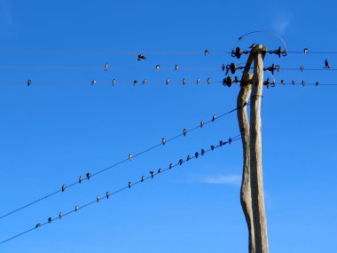 Birds on Wire clipart