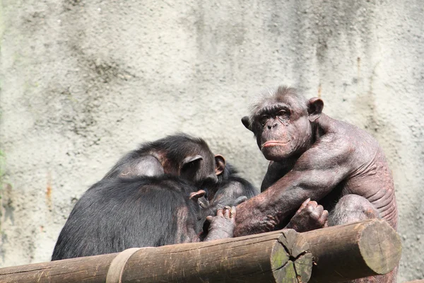 Hanchimpanse - Stock-foto