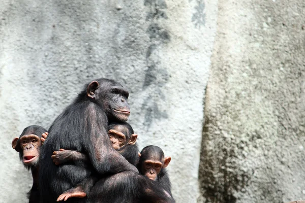 Шимпанзе сім'ї — стокове фото