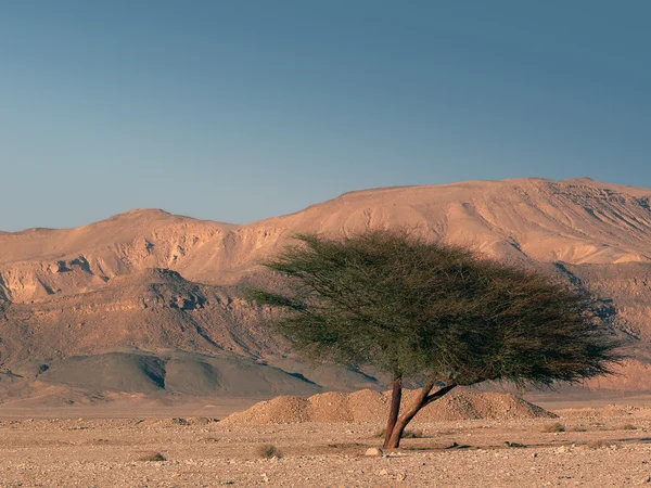 Tree in the Desert — Stock Photo, Image