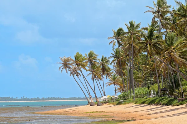 stock image Deserted Beach in Brazil