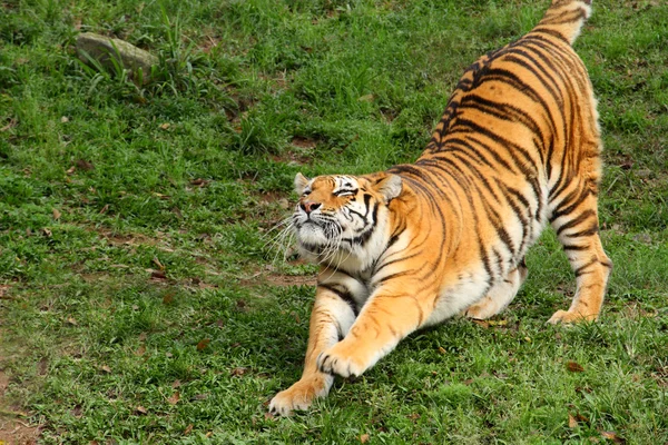 Siberische tijger — Stockfoto