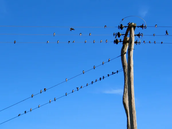 stock image Birds on Wire