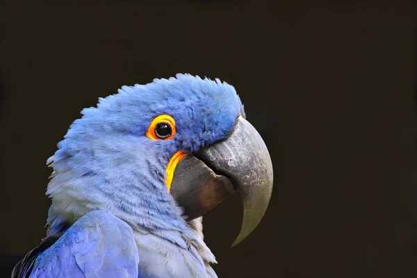 Macaw μπλε — Φωτογραφία Αρχείου