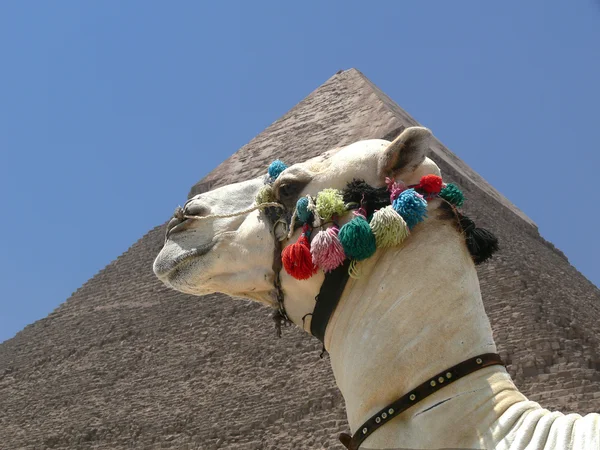 Kameel en piramide — Stockfoto