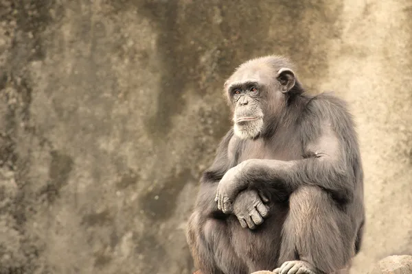 Trist chimpanse - Stock-foto