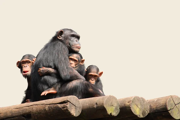 Kvindelig chimpanse - Stock-foto