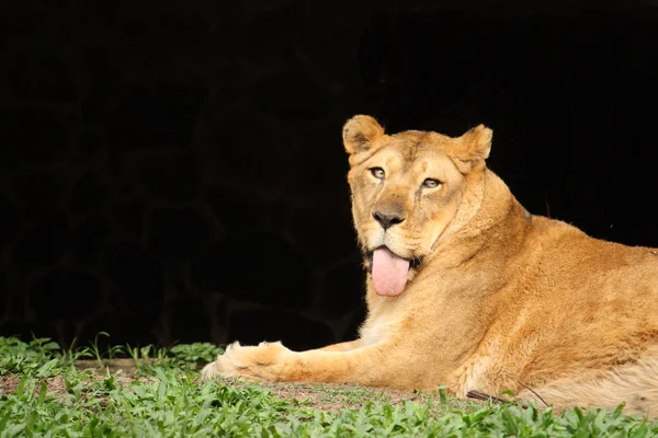 Female Lion — Stock Photo, Image
