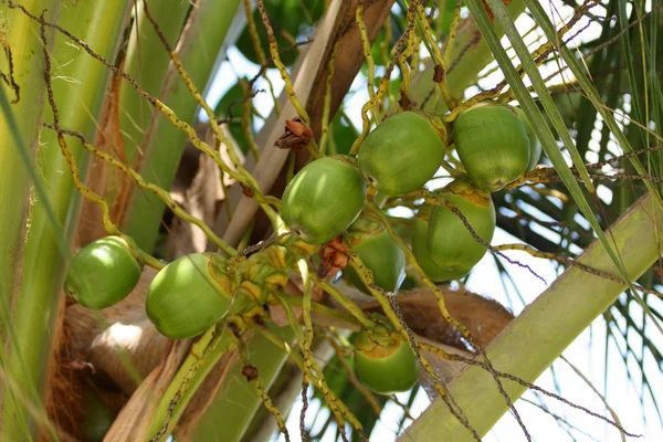 Cocos verdes — Fotografia de Stock