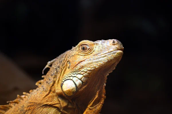 güneşlenme kertenkele portre