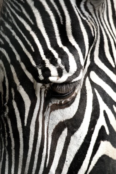 Zebra närbild Stockbild