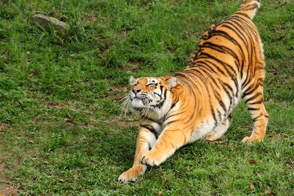 Tigre siberiano Imagen De Stock