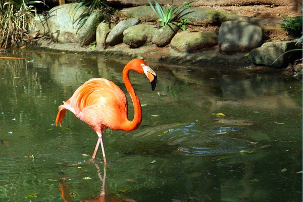 Flamingo Imagem De Stock