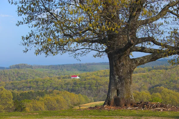 Strom a vzdálenou farmu — Stock fotografie