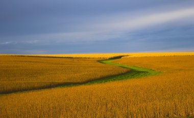 Soybean field clipart