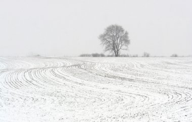 Tree on the horizon clipart