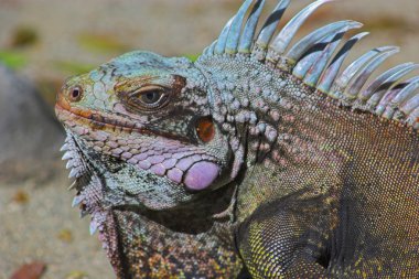 iguana portresi