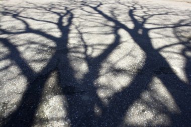 Shadow of tree on the pavement clipart