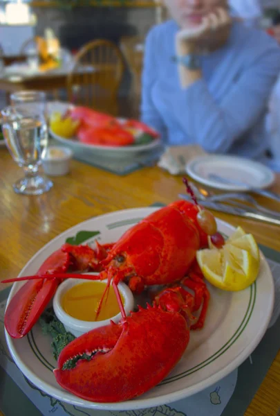 Maine lobster — Stock Photo, Image